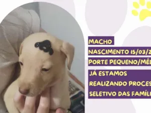 Cachorro raça SRD-ViraLata idade Abaixo de 2 meses nome Stallone
