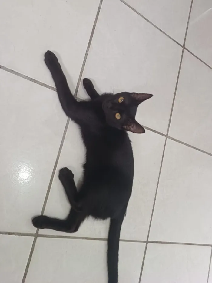 Gato raça SRD-ViraLata idade 2 a 6 meses nome Charlote