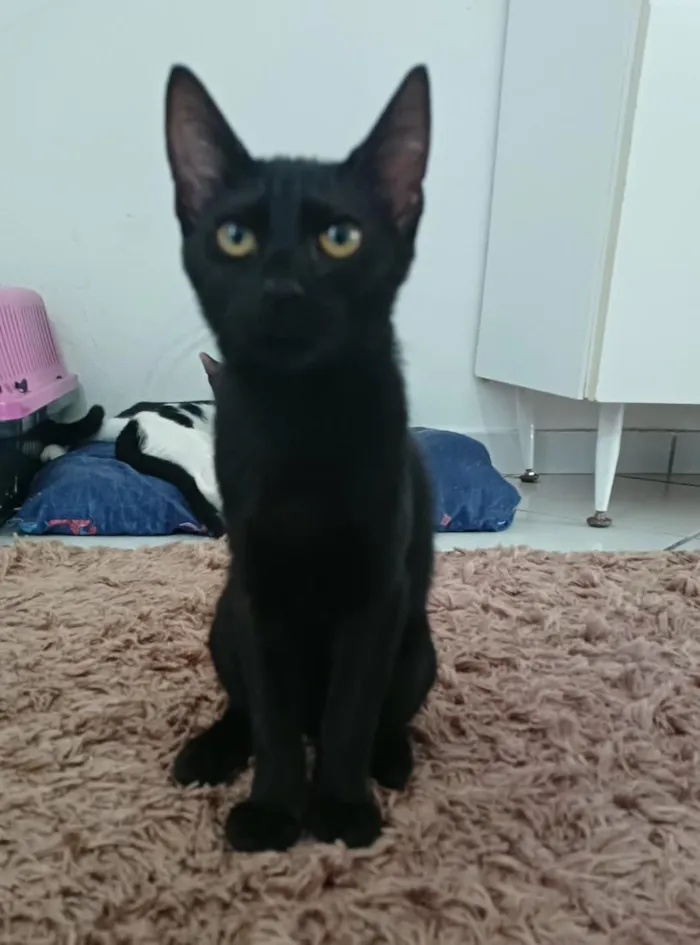 Gato raça SRD-ViraLata idade 2 a 6 meses nome Charlote