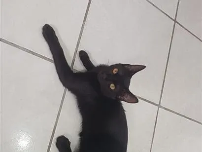 Gato raça SRD-ViraLata idade 2 a 6 meses nome Charlote