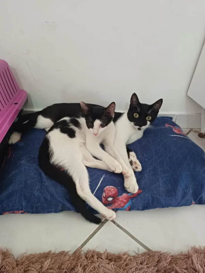 Gato raça SRD-ViraLata idade 2 a 6 meses nome Bela