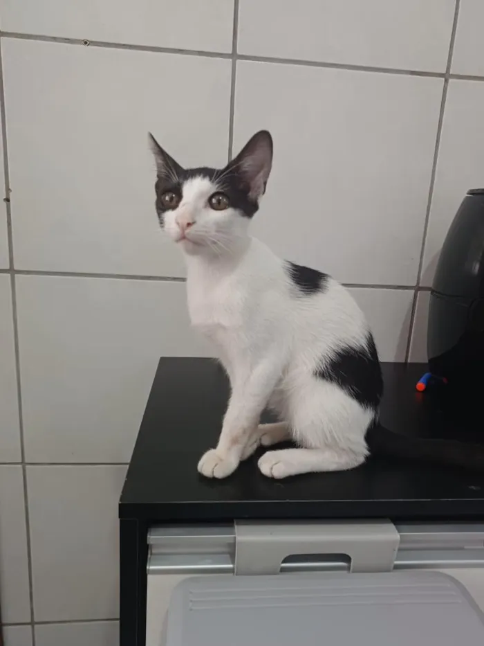 Gato raça SRD-ViraLata idade 2 a 6 meses nome Bela