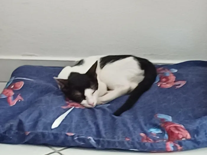 Gato raça SRD-ViraLata idade 2 a 6 meses nome Bela