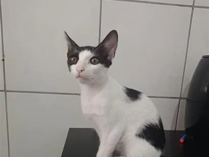 Gato raça SRD-ViraLata idade 2 a 6 meses nome Bela