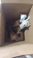4 gatos