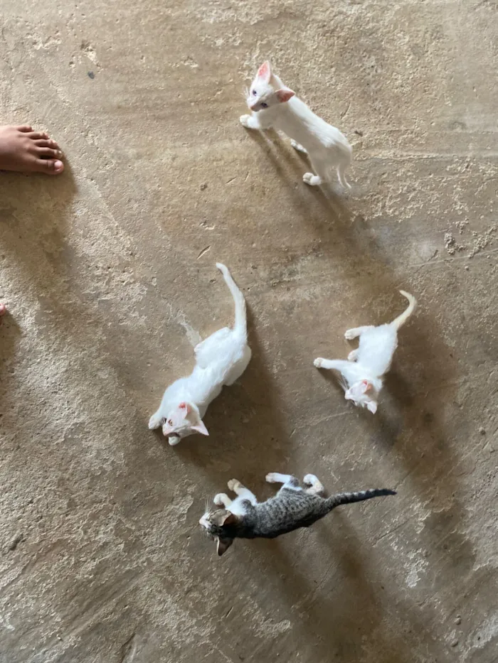 Gato raça SRD-ViraLata idade 2 a 6 meses nome Adriel