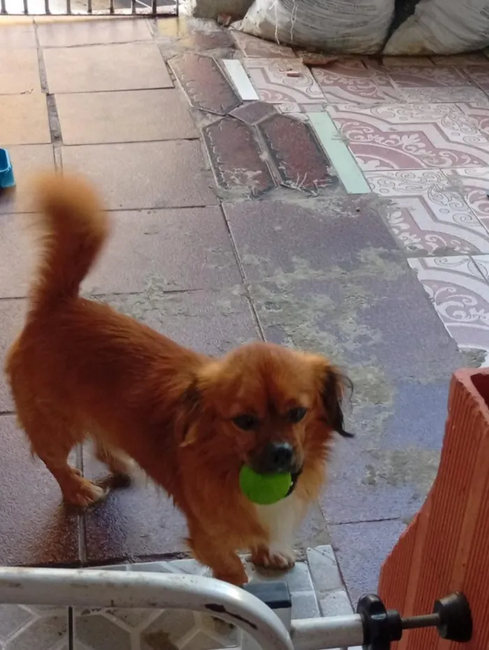 Cachorro raça SRD-ViraLata idade 2 anos nome Brido