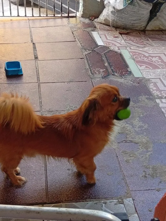 Cachorro raça SRD-ViraLata idade 2 anos nome Brido