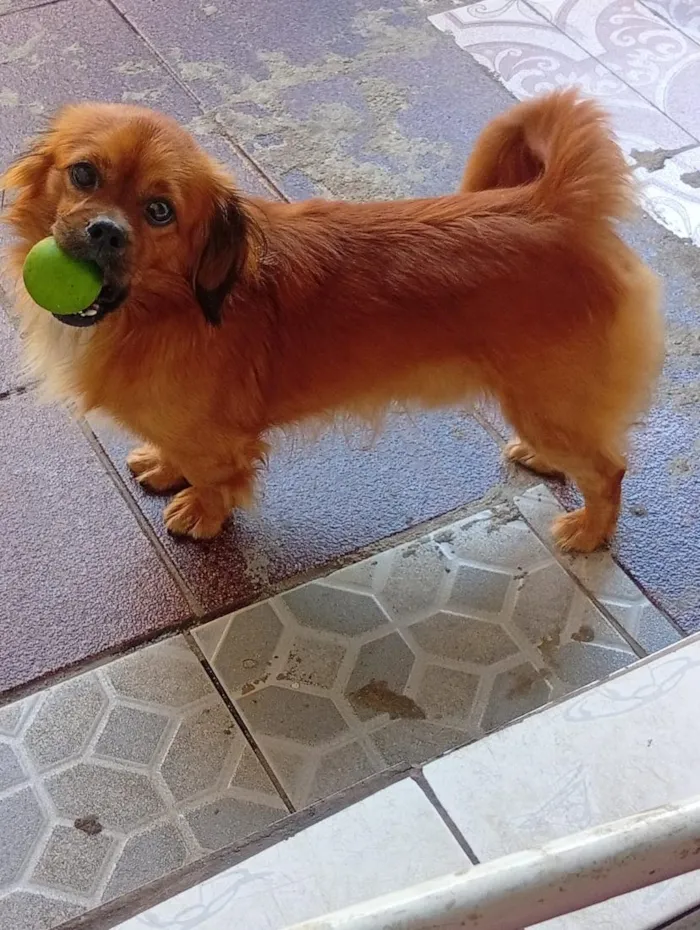 Cachorro raça SRD-ViraLata idade 2 anos nome Brido
