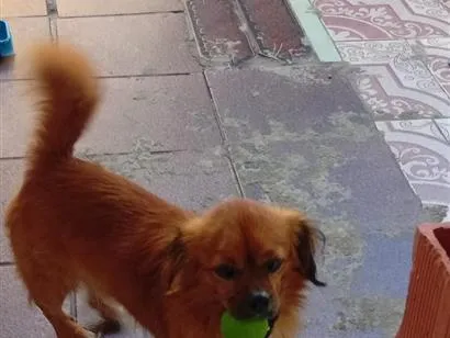 Cachorro raça SRD-ViraLata idade 2 anos nome Brido