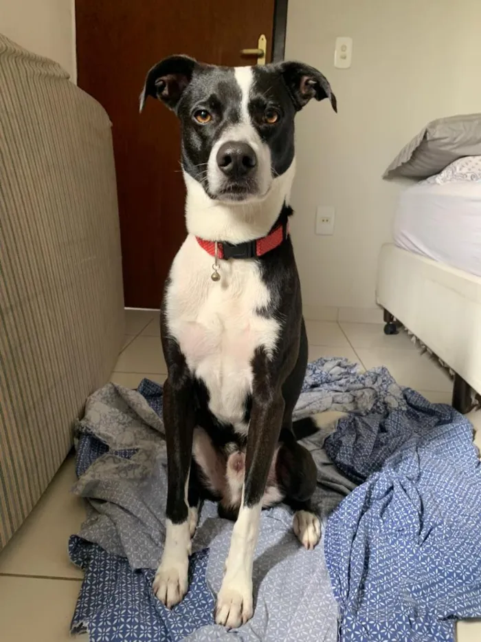 Cachorro raça SRD-ViraLata idade 1 ano nome Perdidão