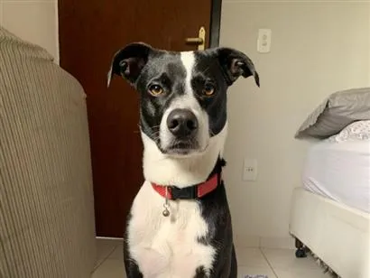 Cachorro raça SRD-ViraLata idade 1 ano nome Perdidão