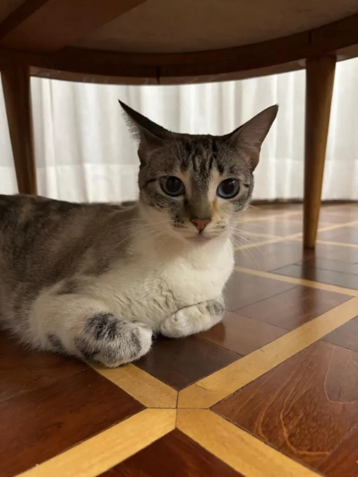 Gato raça SRD-ViraLata idade 2 anos nome Nina