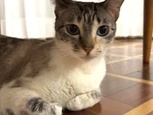 Gato raça SRD-ViraLata idade 2 anos nome Nina