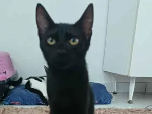 Gato raça SRD-ViraLata idade 2 a 6 meses nome Charlote