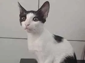 Gato raça SRD-ViraLata idade 2 a 6 meses nome Bela