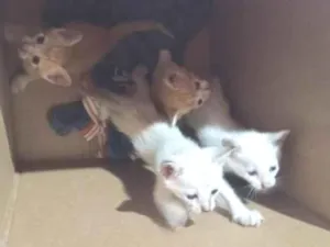 Gato raça SRD-ViraLata idade Abaixo de 2 meses nome 4 gatos