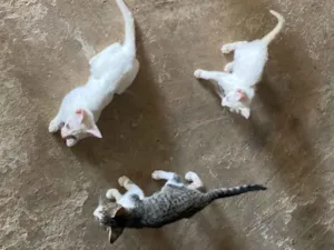 Gato raça SRD-ViraLata idade 2 a 6 meses nome Adriel