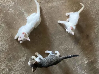 Gato raça SRD-ViraLata idade 2 a 6 meses nome Adriel