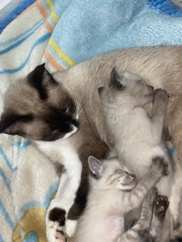 Gato raça SRD-ViraLata idade Abaixo de 2 meses nome Sem nome