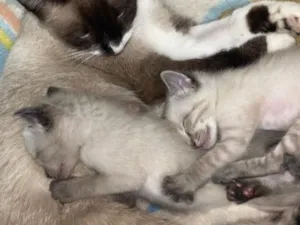 Gato raça SRD-ViraLata idade Abaixo de 2 meses nome Sem nome