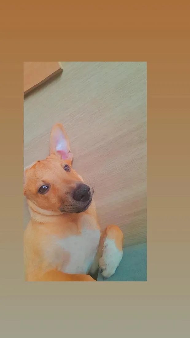 Cachorro raça SRD-ViraLata idade 2 a 6 meses nome Átila