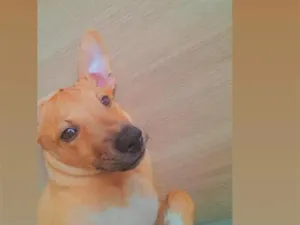Cachorro raça SRD-ViraLata idade 2 a 6 meses nome Átila