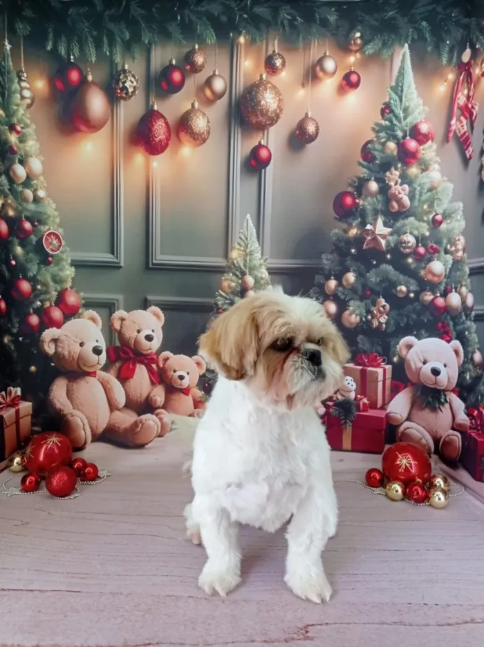 Cachorro raça Shitzu idade 5 anos nome Tom