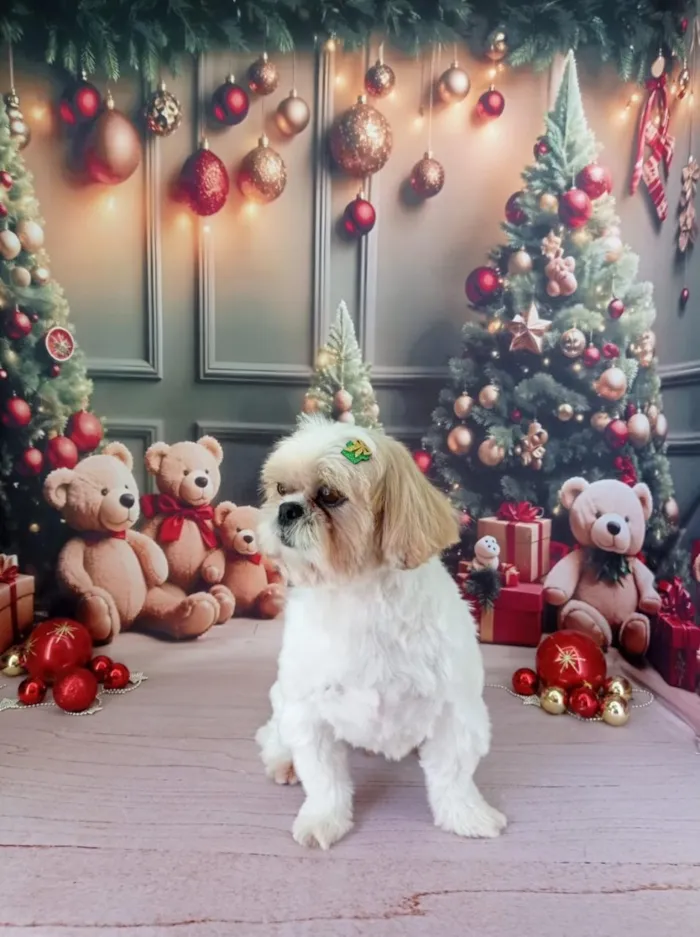 Cachorro raça Shitzu idade 5 anos nome Tom