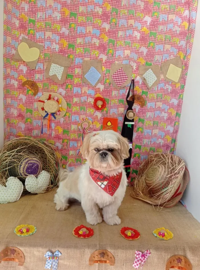 Cachorro raça Shitzu idade 5 anos nome Tom