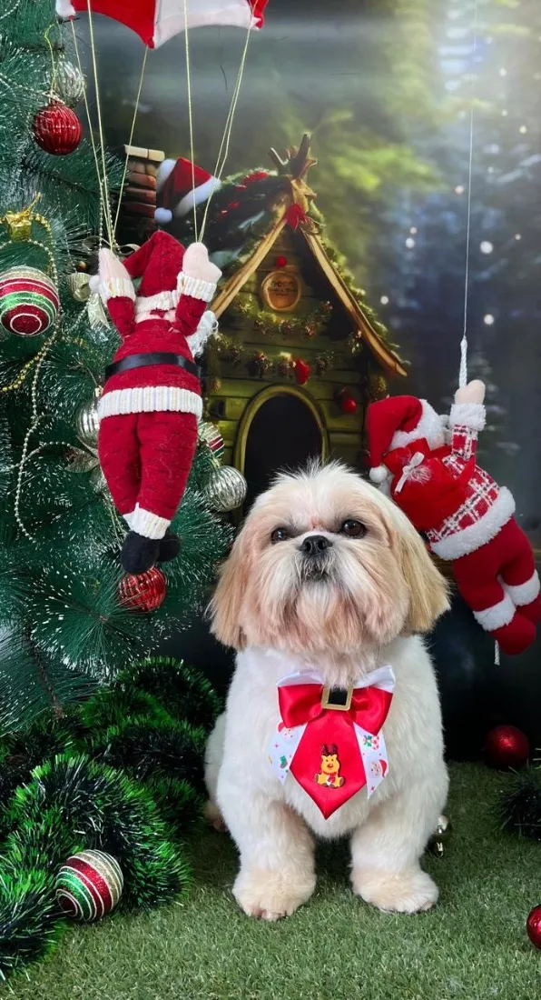 Cachorro raça Shitzu idade 5 anos nome Tom
