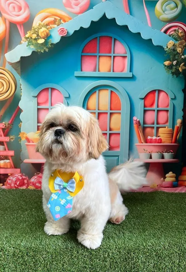 Cachorro raça Shitzu idade 5 anos nome Tom