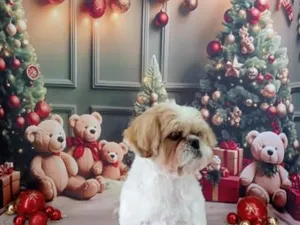 Cachorro raça Shitzu idade 5 anos nome Tom