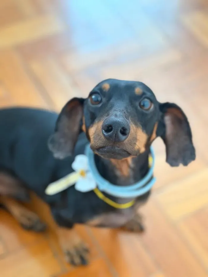 Cachorro raça Basset-Cofap idade 5 anos nome Alfredo