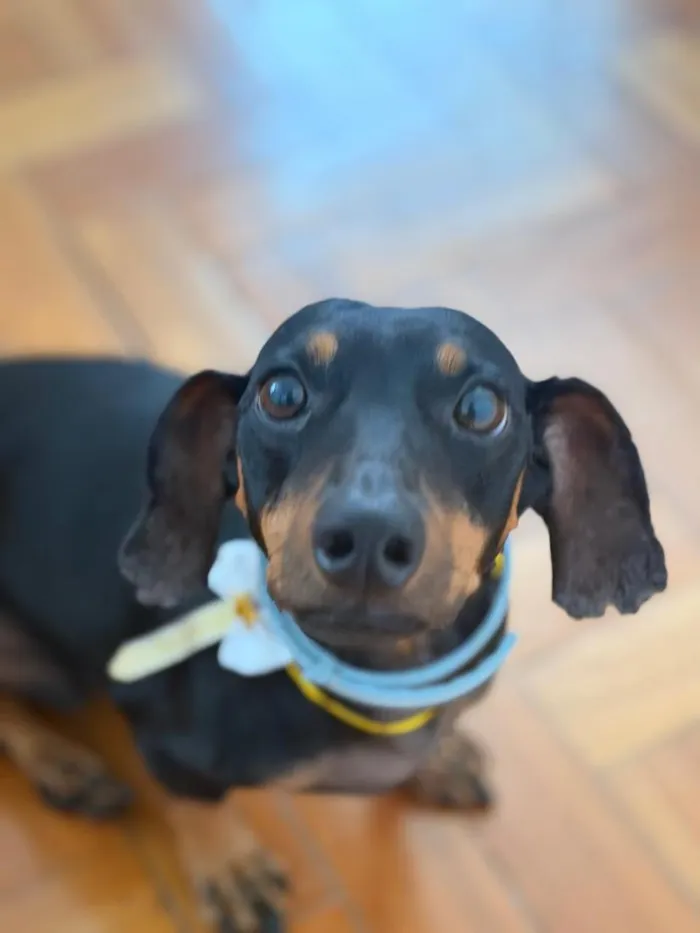 Cachorro raça Basset-Cofap idade 5 anos nome Alfredo