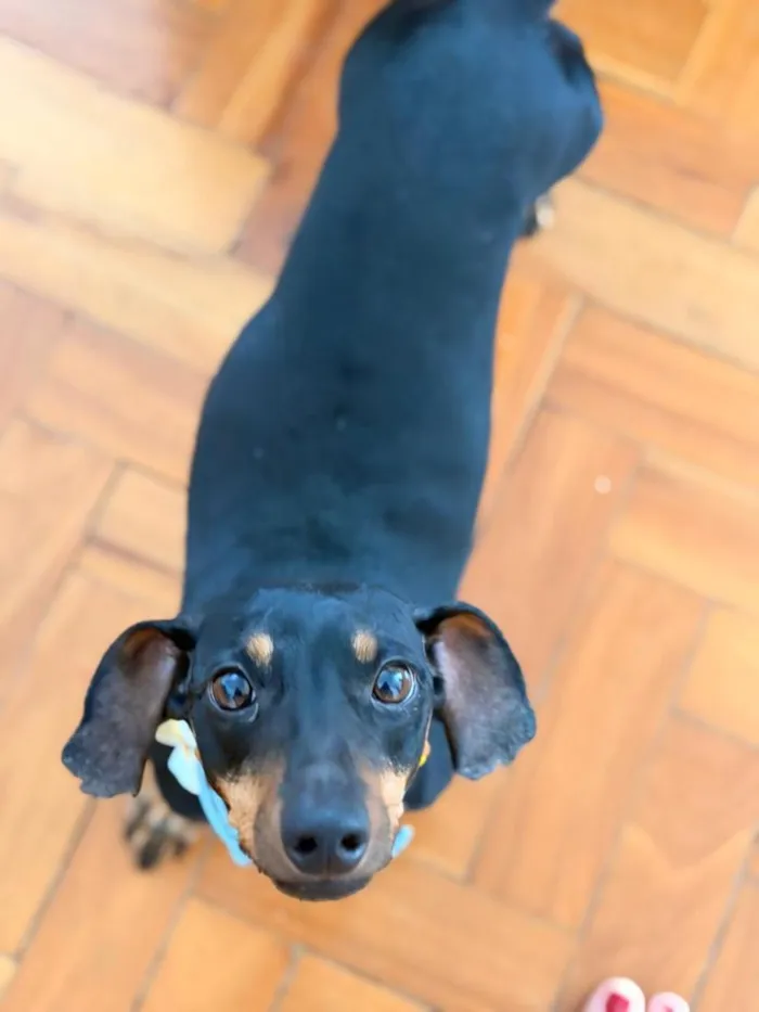 Cachorro raça Basset-Cofap idade 5 anos nome Alfredo