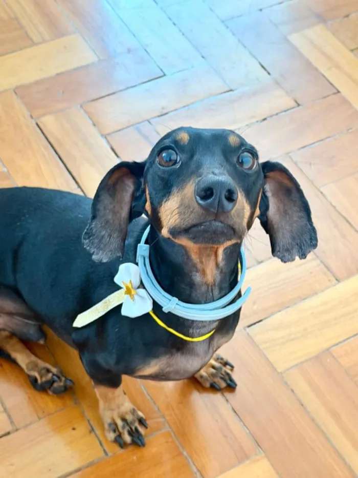 Cachorro raça Basset-Cofap idade 5 anos nome Alfredo