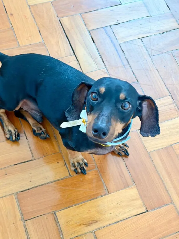 Cachorro raça Basset-Cofap idade 5 anos nome Alfredo