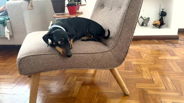 Cachorro raça Basset-Cofap idade 5 anos nome Alfredo