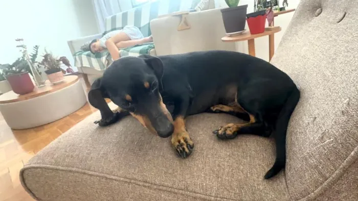 Cachorro raça Basset-Cofap idade 5 anos nome Alfredo