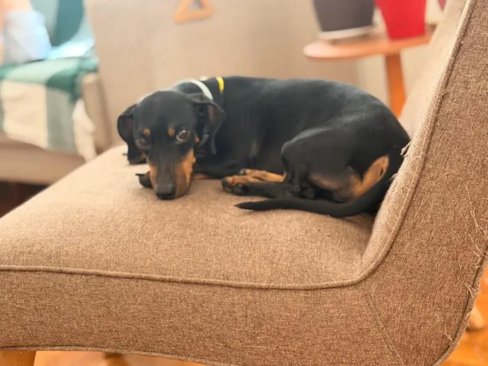 Cachorro raça Basset-Cofap idade 5 anos nome Alfredo