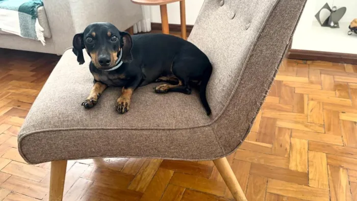 Cachorro raça Basset-Cofap idade 5 anos nome Alfredo