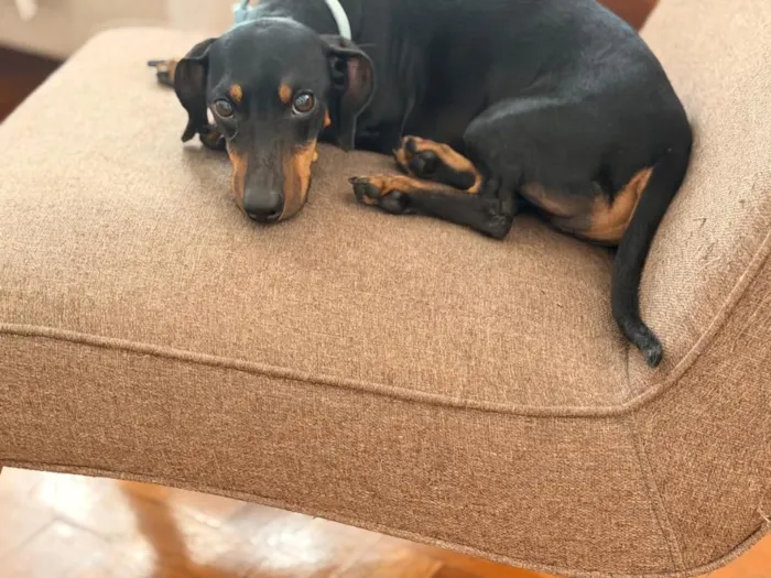 Cachorro raça Basset-Cofap idade 5 anos nome Alfredo