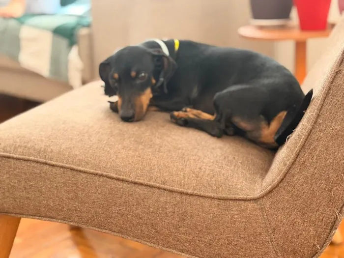 Cachorro raça Basset-Cofap idade 5 anos nome Alfredo