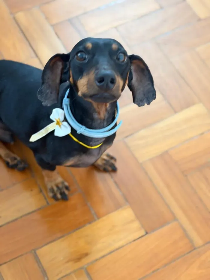 Cachorro raça Basset-Cofap idade 5 anos nome Alfredo