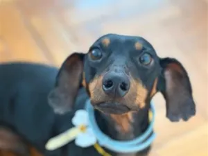 Cachorro raça Basset-Cofap idade 5 anos nome Alfredo