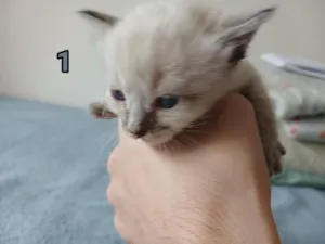 Gato raça SRD-ViraLata idade Abaixo de 2 meses nome Branquinho