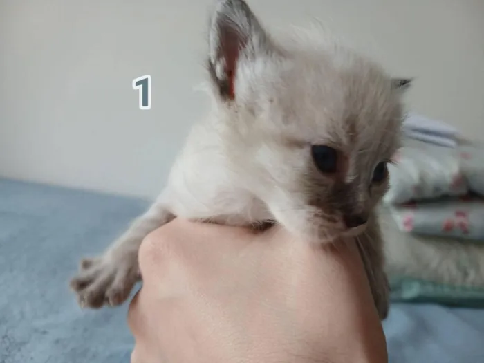 Gato raça SRD-ViraLata idade Abaixo de 2 meses nome Branquinho