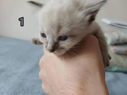 Gato raça SRD-ViraLata idade Abaixo de 2 meses nome Branquinho