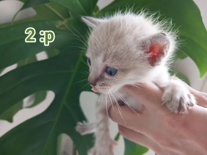 Gato raça SRD-ViraLata idade Abaixo de 2 meses nome Pingu 